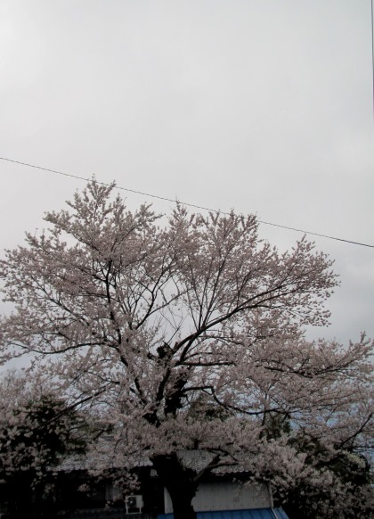 小雨で強風・・桜も雪柳もひっそり・・