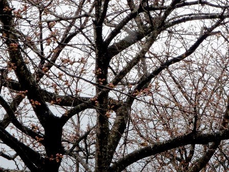 小雨で強風・・桜も雪柳もひっそり・・