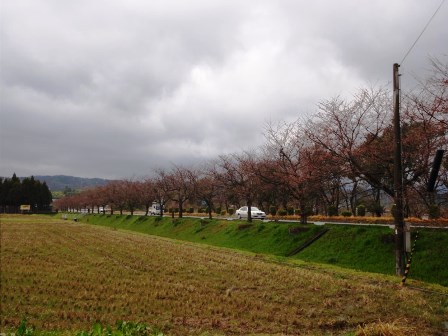 小雨で強風・・桜も雪柳もひっそり・・