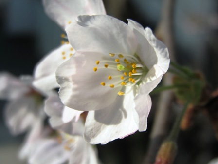 ジワジワと身辺は桜色に・・