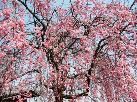ジワジワと身辺は桜色に・・