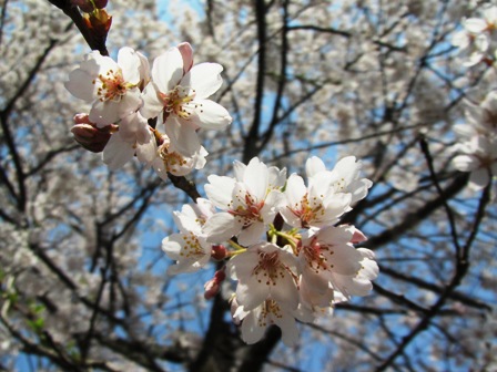 ジワジワと身辺は桜色に・・