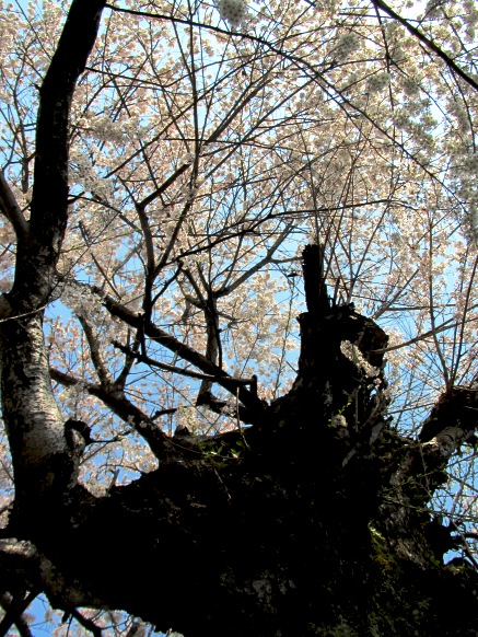 ジワジワと身辺は桜色に・・