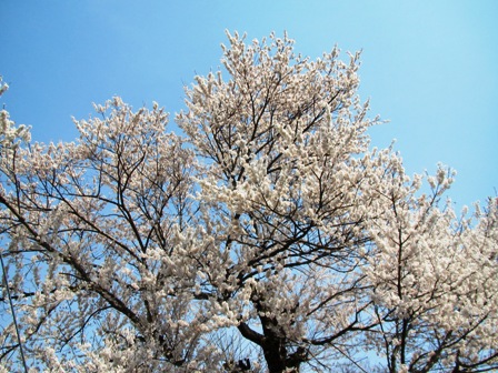 ジワジワと身辺は桜色に・・