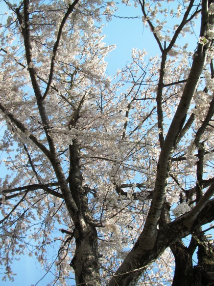 ジワジワと身辺は桜色に・・