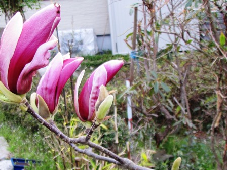 ジワジワと身辺は桜色に・・