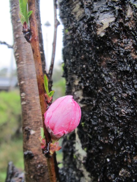 雨に・・蕾