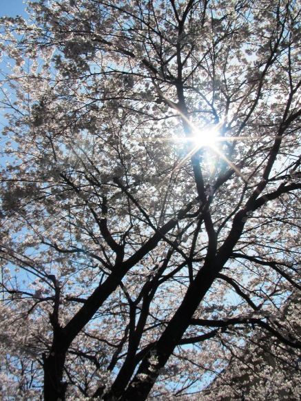 青空の下に・・・桜、山雪、入学式、湖西線車窓