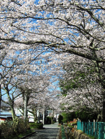 青空の下に・・・桜、山雪、入学式、湖西線車窓