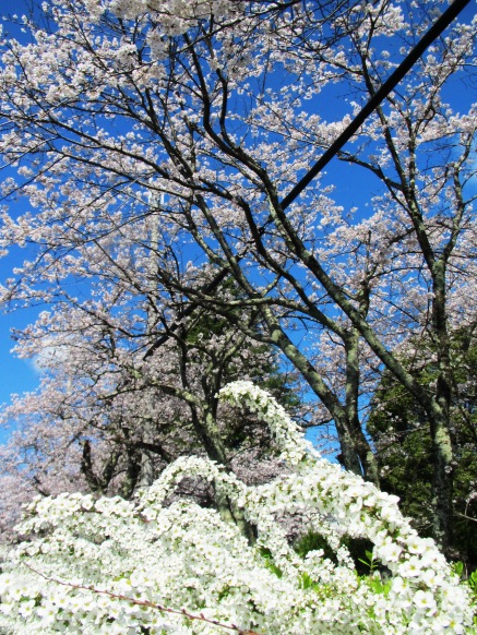 青空の下に・・・桜、山雪、入学式、湖西線車窓