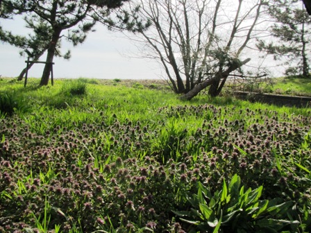 青空の下に・・・桜、山雪、入学式、湖西線車窓