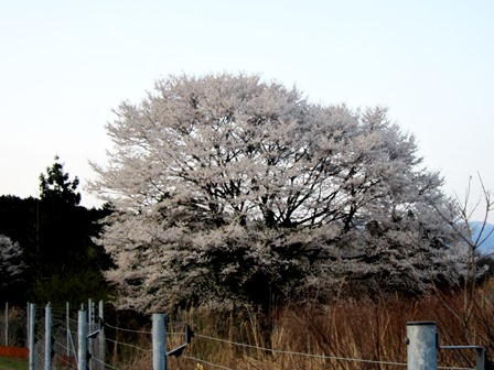 青空の下に・・・桜、山雪、入学式、湖西線車窓