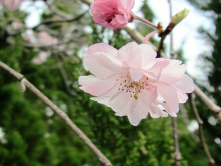 桜の満開の後は・・・高島市内の祭