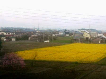 桜の満開の後は・・・高島市内の祭