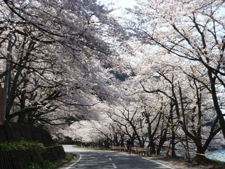 琵琶湖も桜も菜の花も・・・ほんわか春日和りでした