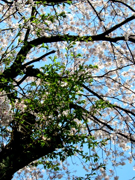 琵琶湖も桜も菜の花も・・・ほんわか春日和りでした