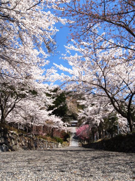 琵琶湖も桜も菜の花も・・・ほんわか春日和りでした