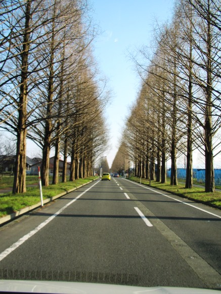 新旭湖周道路の桜並木・・・桜日和でした。