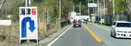 新旭湖周道路の桜並木・・・桜日和でした。