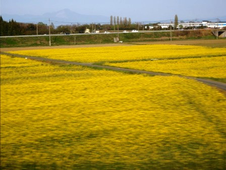 皐月の空のように・・・琵琶湖岸、今津港、田植が・・
