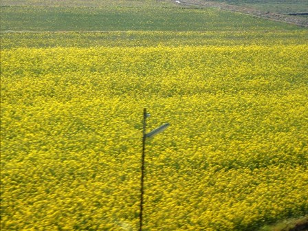 皐月の空のように・・・琵琶湖岸、今津港、田植が・・