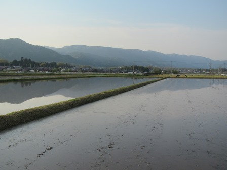 皐月の空のように・・・琵琶湖岸、今津港、田植が・・