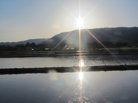 夕景も快晴・・田んぼ、乙女が池・・鯉のぼり