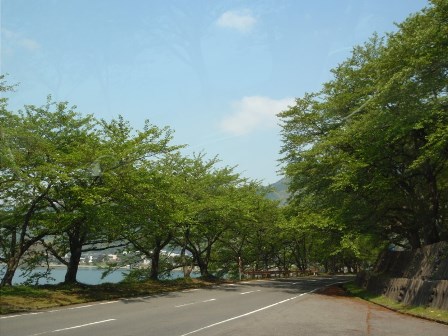 風薫る・・竹藪をのぞく。