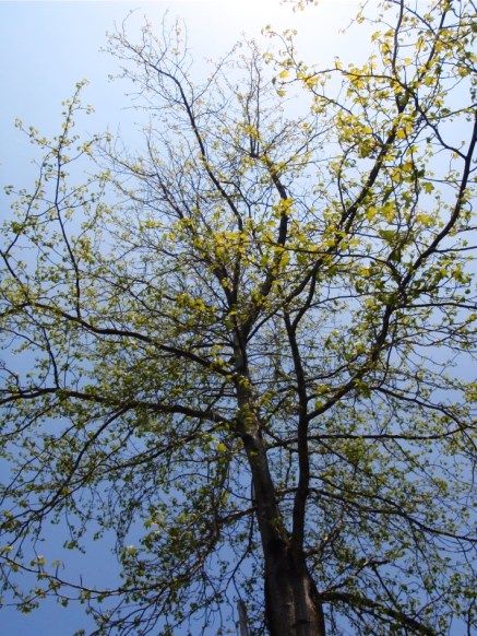 風薫る・・竹藪をのぞく。