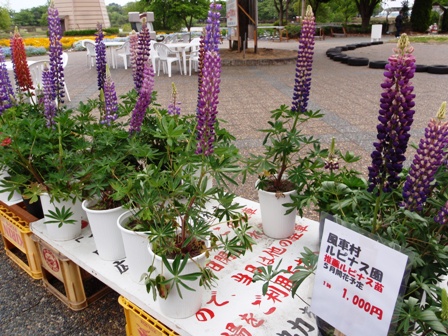 新旭風車村 ・・花々ルピナス
