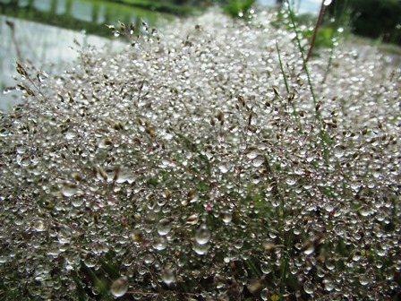 雨上がり琵琶湖風景と・・水玉ﾞ草葉