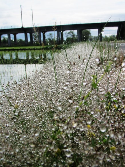 雨上がり琵琶湖風景と・・水玉ﾞ草葉