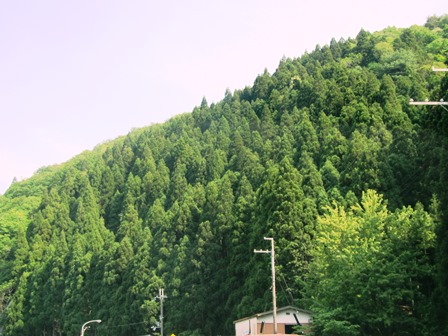 バラ咲き、キウイ蕾・・草刈り・・