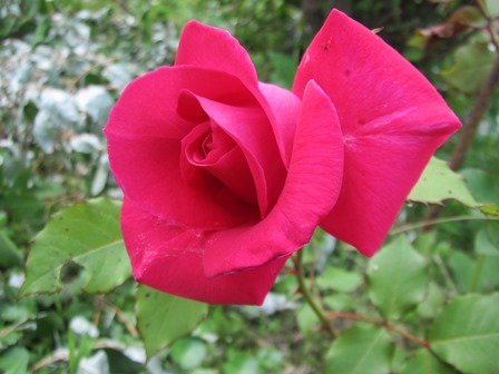 バラ咲き、キウイ蕾・・草刈り・・