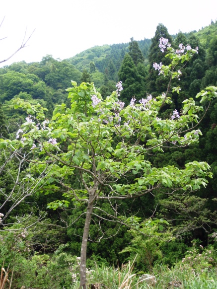 平穏な私でしたが・・でも！