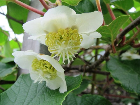 六月・・花がまた咲く