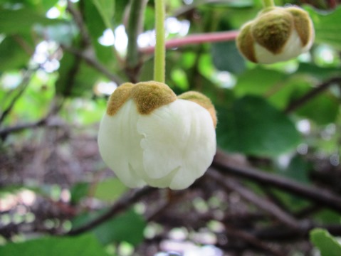 六月・・花がまた咲く
