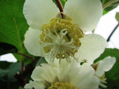 六月・・花がまた咲く