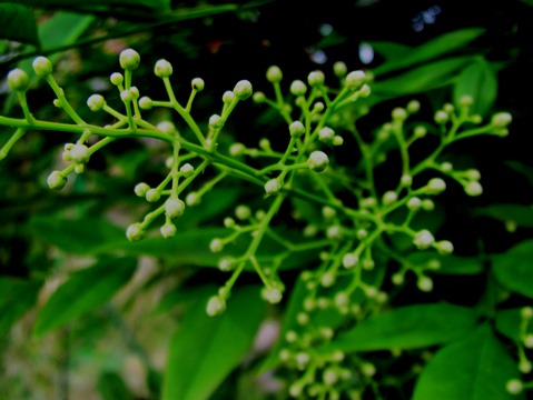 六月・・花がまた咲く