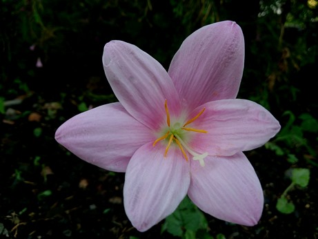 今日の一日・・空見て花見て・・。