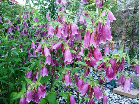今日の一日・・空見て花見て・・。