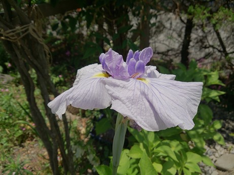 今日の一日・・空見て花見て・・。