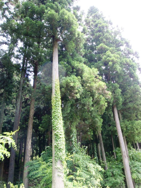 梅雨晴れ・・空