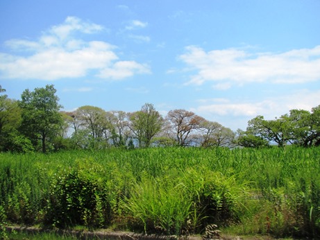 夏日より・・・でも、風も7月1日