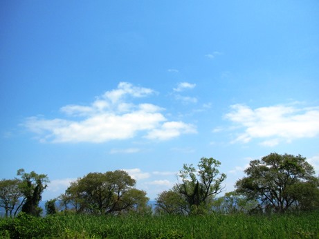 夏日より・・・でも、風も7月1日