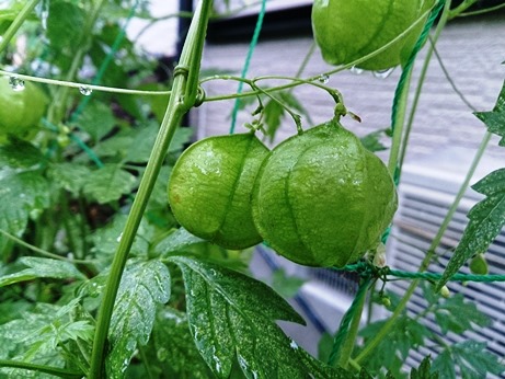 オカトラノオ・・雨に花
