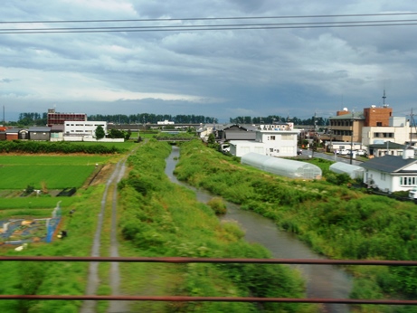 オカトラノオ・・雨に花
