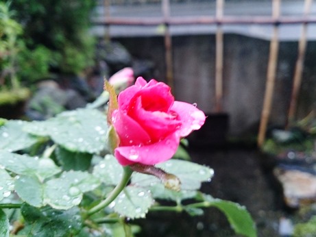 オカトラノオ・・雨に花