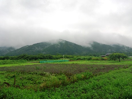 オカトラノオ・・雨に花