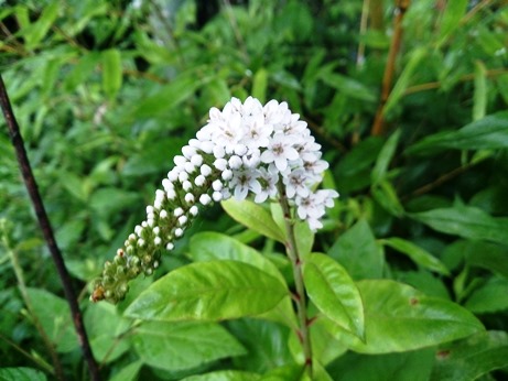 オカトラノオ・・雨に花